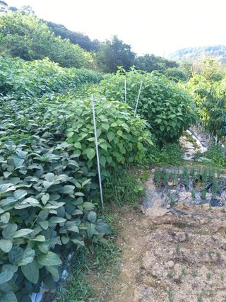 초보퍼머5도2촌준비님의 9월 내 작물 자랑하기 · 참여글 작성글 사진