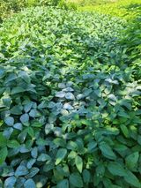 팜모닝 9월 내 작물 자랑하기·참여글 게시글 이미지