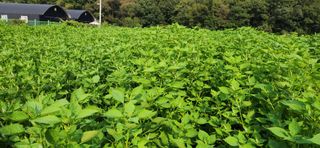 초보눙사꾼님의 들깨 · 자유게시판 작성글 사진