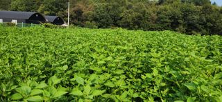 초보눙사꾼님의 들깨 · 자유게시판 작성글 사진