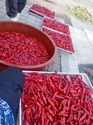 이연화님의 고추 · 수확 작성글 사진