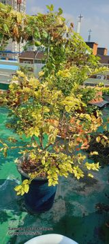 팜모닝 블루베리·병해충상담 게시글 이미지