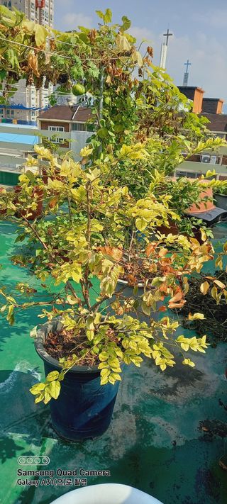 heon yeol님의 블루베리 · 병해충상담 작성글 사진