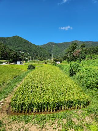 박재곤님의 9월 내 작물 자랑하기 · 참여글 작성글 사진