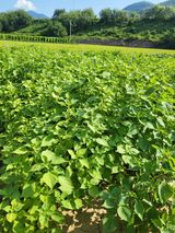 팜모닝 들깨·자유게시판 게시글 이미지