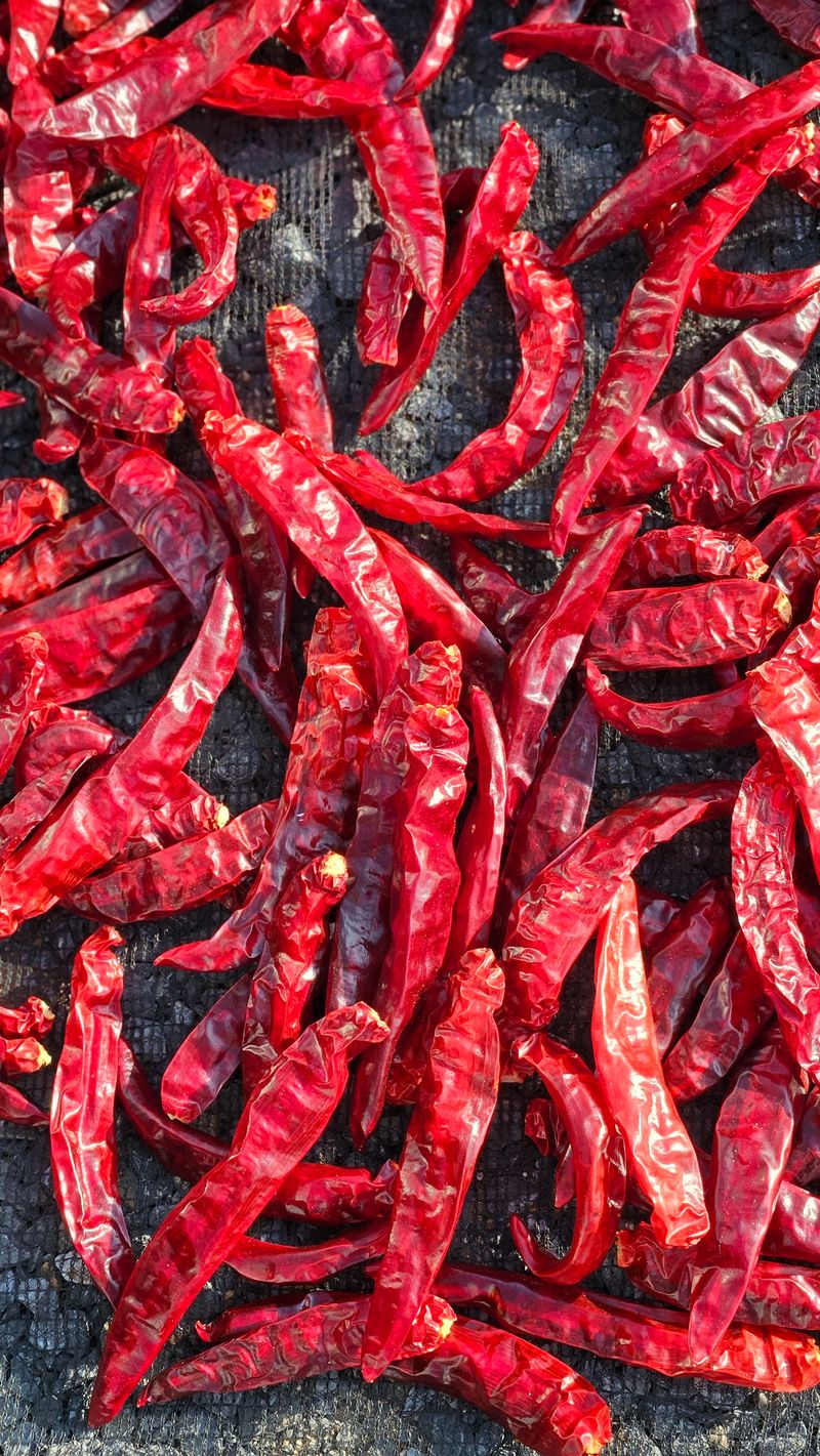 장터 상품 [청량고추 500g  1kg] 썸네일