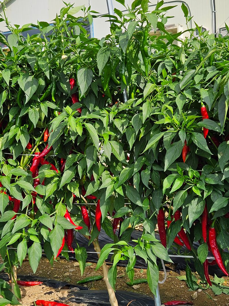 홍&이님의 장터 판매 상품 [청량고추 500g  1kg] 첨부 사진