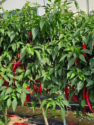 홍&이님의 작성글 사진