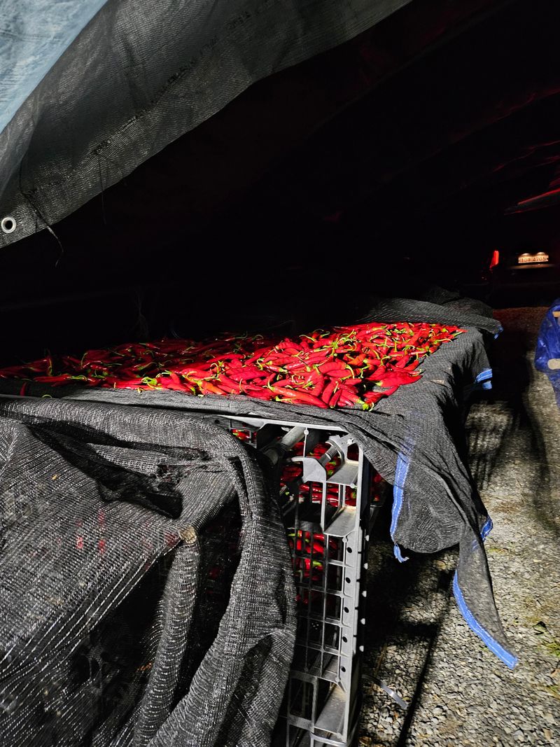 홍&이님의 장터 판매 상품 [청량고추 500g  1kg] 첨부 사진