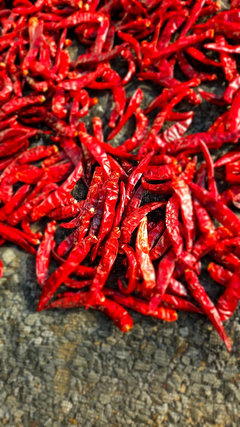 홍&이님의 장터 판매 상품 [청량고추 500g  1kg] 첨부 사진