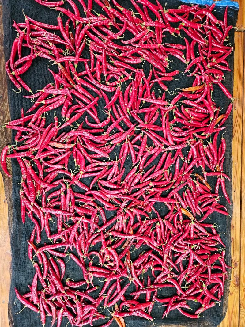 홍&이님의 장터 판매 상품 [청량고추 500g  1kg] 첨부 사진