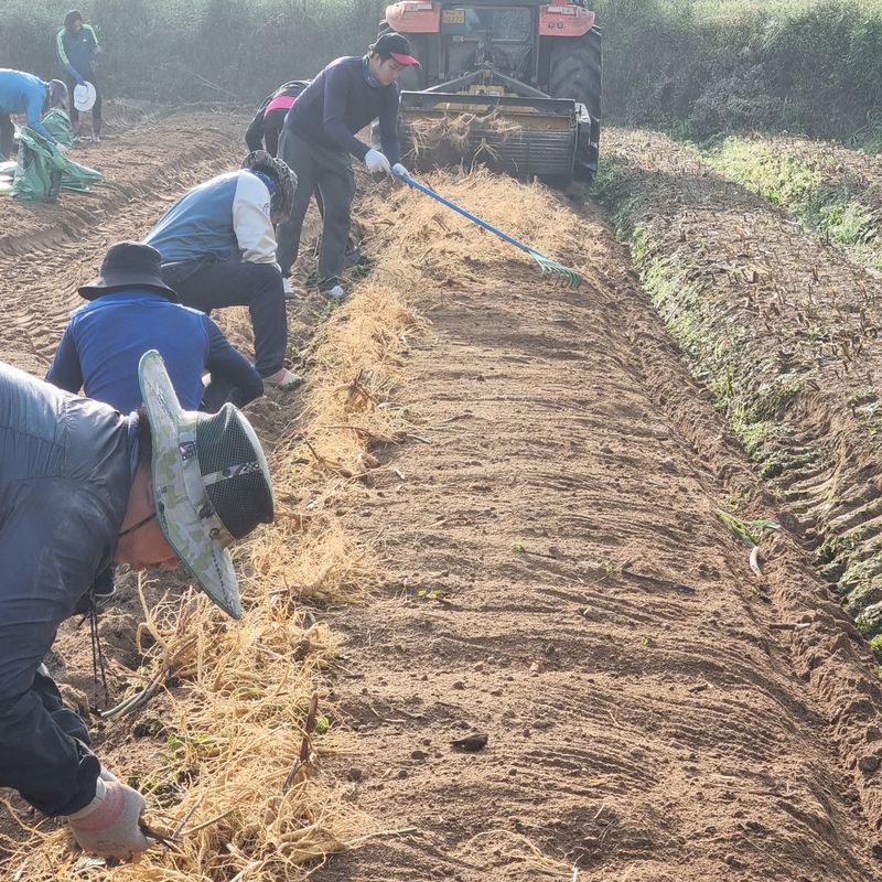 모두팜님의 장터 판매 상품 [6년근 인삼 추석선물셋트 판매합니다🎁] 첨부 사진