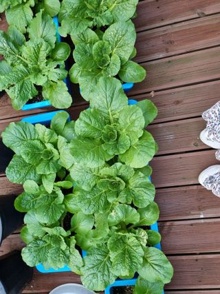 민은경님의 배추 · 비료•농약 작성글 사진