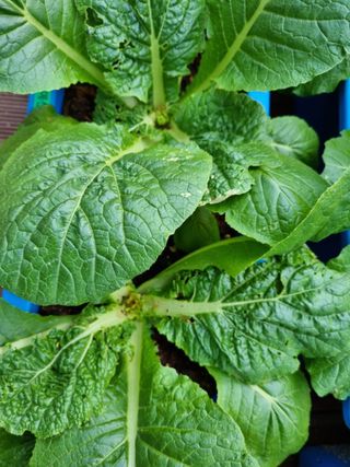 민은경님의 배추 · 비료•농약 작성글 사진