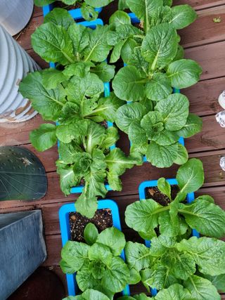 민은경님의 배추 · 비료•농약 작성글 사진