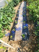 팜모닝 9월 내 작물 자랑하기·참여글 게시글 이미지