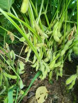 팜모닝 콩·자유게시판 게시글 이미지