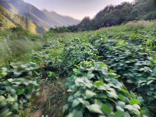 권춘화님의 콩 · 자유게시판 작성글 사진