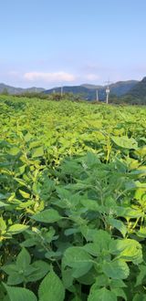 팜모닝 오늘의 시장을 알려주세요·참여글 게시글 이미지