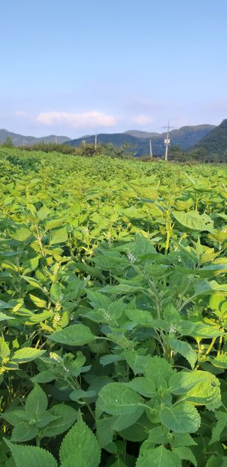 알 수 없음님의 오늘의 시장을 알려주세요 · 참여글 작성글 사진
