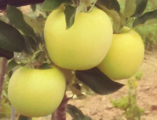 이윤동님의 사과 · 수확 작성글 사진