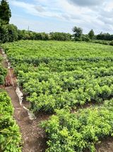 팜모닝 귤·묘목•접목 게시글 이미지