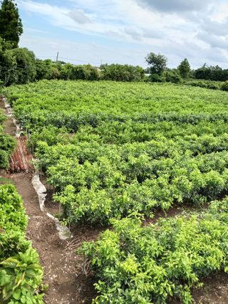 강봉수님의 귤 · 묘목•접목 작성글 사진