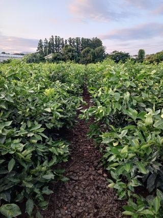 강봉수님의 귤 · 묘목•접목 작성글 사진