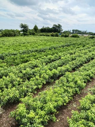 강봉수님의 귤 · 묘목•접목 작성글 사진