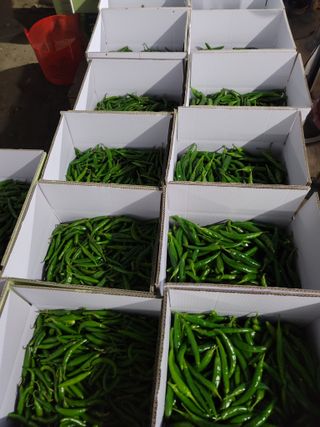 병풍취산채농원님의 오늘의 시장을 알려주세요 · 참여글 작성글 사진