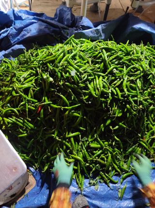 병풍취산채농원님의 오늘의 시장을 알려주세요 · 참여글 작성글 사진