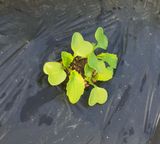 팜모닝 배추·영농일지 게시글 이미지