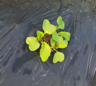 이소영님의 배추 · 영농일지 작성글 사진