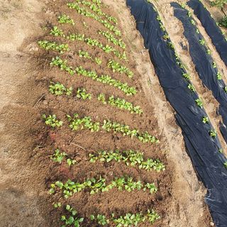 이소영님의 배추 · 영농일지 작성글 사진