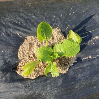 이소영님의 배추 · 영농일지 작성글 사진