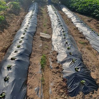 이소영님의 배추 · 영농일지 작성글 사진