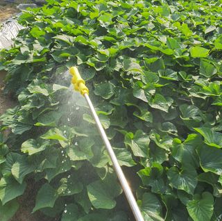 이소영님의 고구마 · 영농일지 작성글 사진