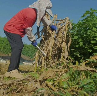 이소영님의 옥수수 · 영농일지 작성글 사진