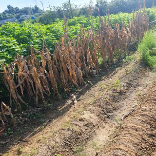 이소영님의 옥수수 · 영농일지 작성글 사진