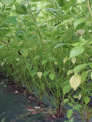 이병원 님의 오늘의 시장을 알려주세요 · 참여글 작성글 사진