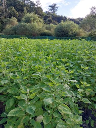 이병원 님의 오늘의 시장을 알려주세요 · 참여글 작성글 사진