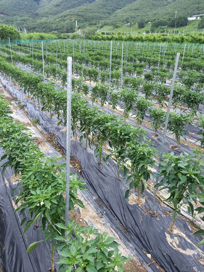 김용철님의 장터 판매 상품 [햇고추 가루600g~18000원] 첨부 사진