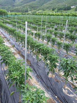 김용철님의 작성글 사진