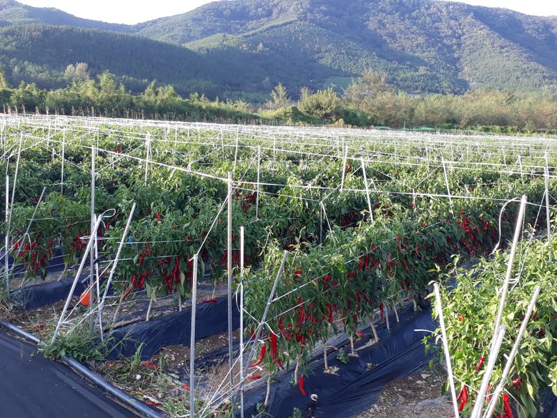 김용철님의 장터 판매 상품 [햇고추 가루600g~18000원] 첨부 사진