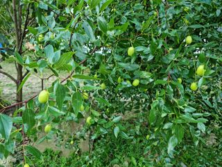 박영호님의 기타작물 · 자유게시판 작성글 사진