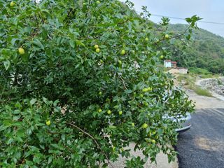 박영호님의 기타작물 · 자유게시판 작성글 사진