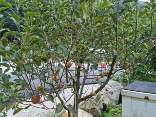 박영호님의 기타작물 · 자유게시판 작성글 사진