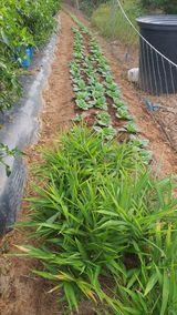 팜모닝 기타작물·영농일지 게시글 이미지