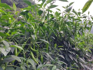 김정술님의 자유주제 · 건의해요 작성글 사진