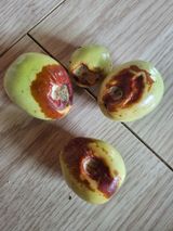 팜모닝 기타작물·병해충상담 게시글 이미지